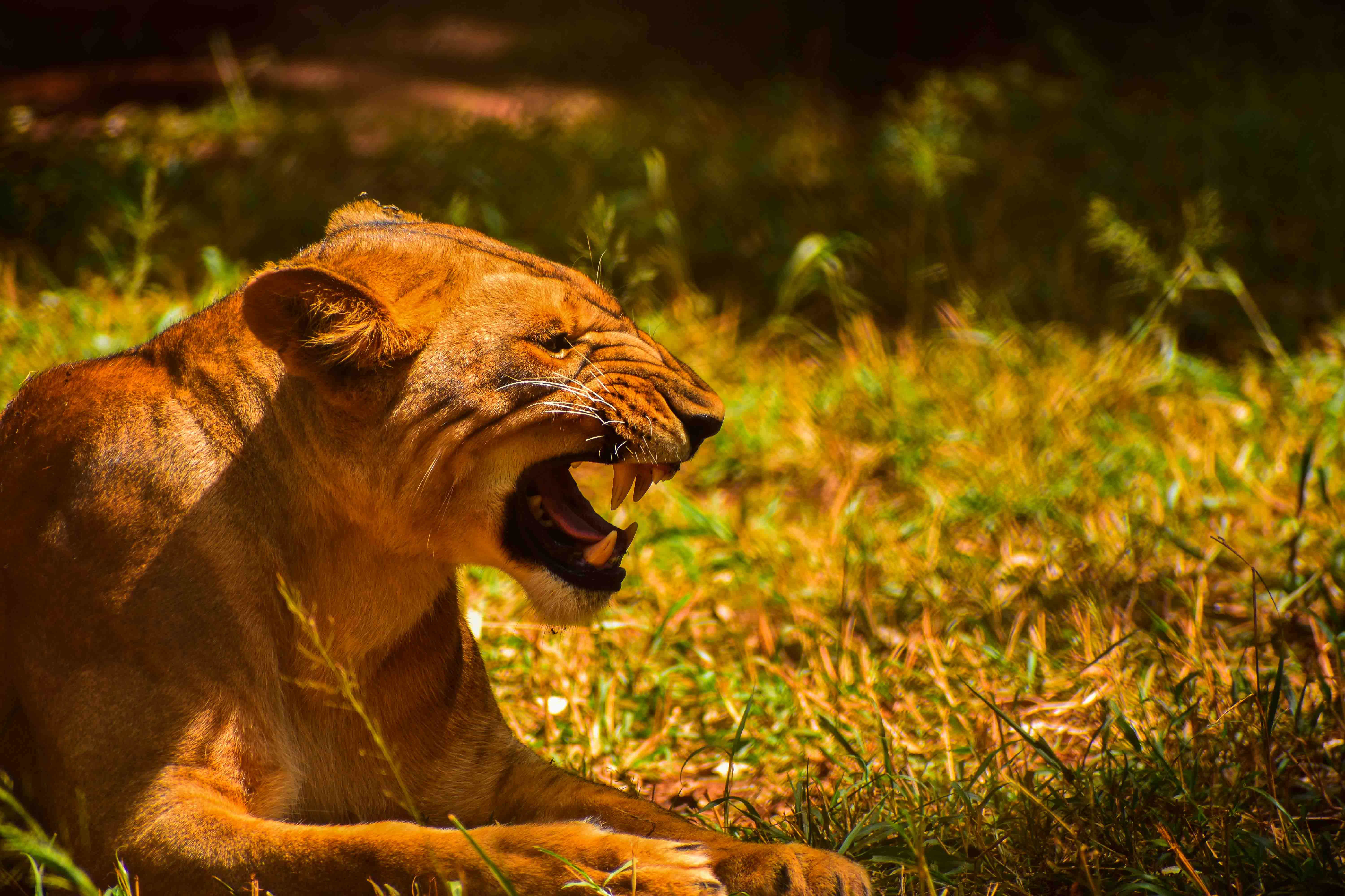 Zebra stripes pattern in morning light